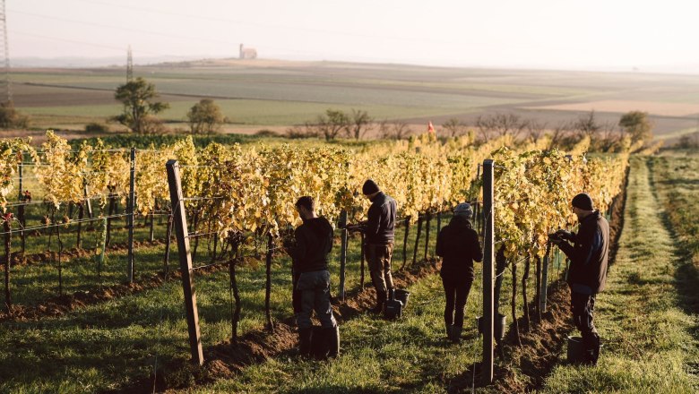 Working in the vineyard, © Stefan Jurecek People working in a vineyard at sunrise.