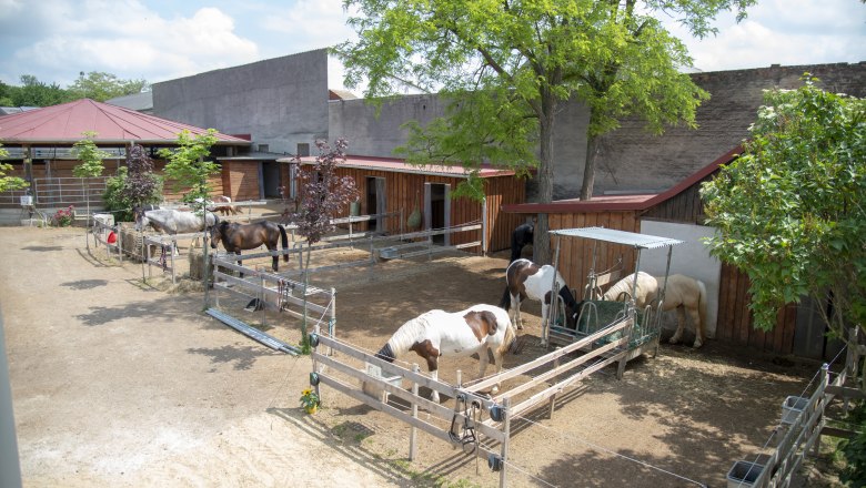 Hippo Campus, Horses, © Hippo Campus Hippo Campus, Horses