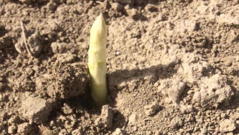 The asparagus grows, © Fam. Kleedorfer The asparagus grows, © Fam. Kleedorfer