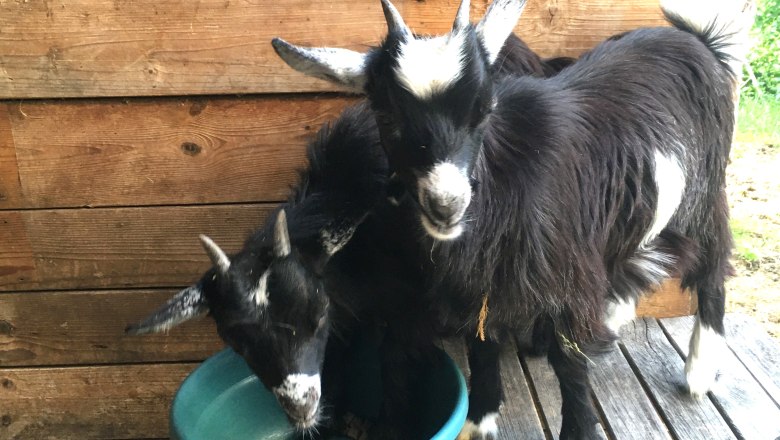 Goats, © Familie Prack Goats, © Familie Prack