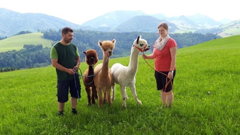 Hiking with the alpacas, © Urlaub am Bauernhof - Fam. Schweighuber Hiking with the alpacas, © Urlaub am Bauernhof - Fam. Schweighuber