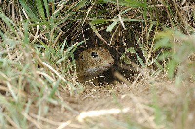 preview_wag_loess_ziesel_cjosefstefan_4f7975d11b_1, © josefstefan preview_wag_loess_ziesel_cjosefstefan_4f7975d11b_1, © josefstefan