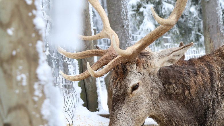 Hohe Wand Nature Park, © Naturpark Hohe Wand/Fraller A stag with large antlers lies in the snow and eats food in the Hohe Wand Nature Park.