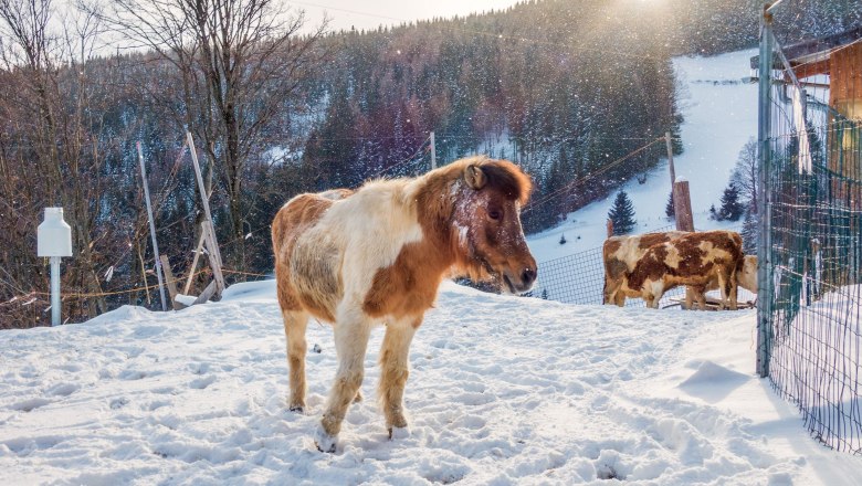 Our animals in winter, © Familie Morgenbesser A pony and a cow stand in the snowy winter landscape in front of a wooded hill.