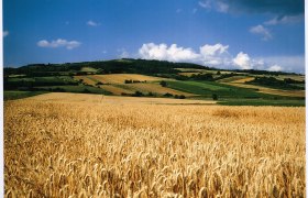 Wash mountain, © Gemeinde Leitzersdorf Wheat field in front of a hill with fields and blue sky.