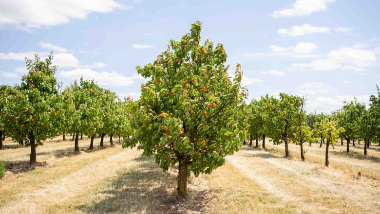 Apricot farm Hackl, © Netzwerk Kulinarik/pov.at Apricot farm Hackl, © Netzwerk Kulinarik/pov.at
