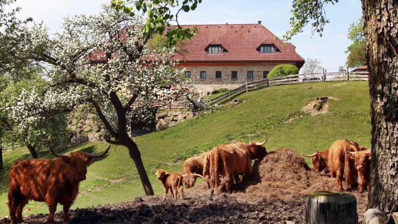Dorferhof, © weinfranz.at Highland cattle in a meadow in front of a farmhouse.