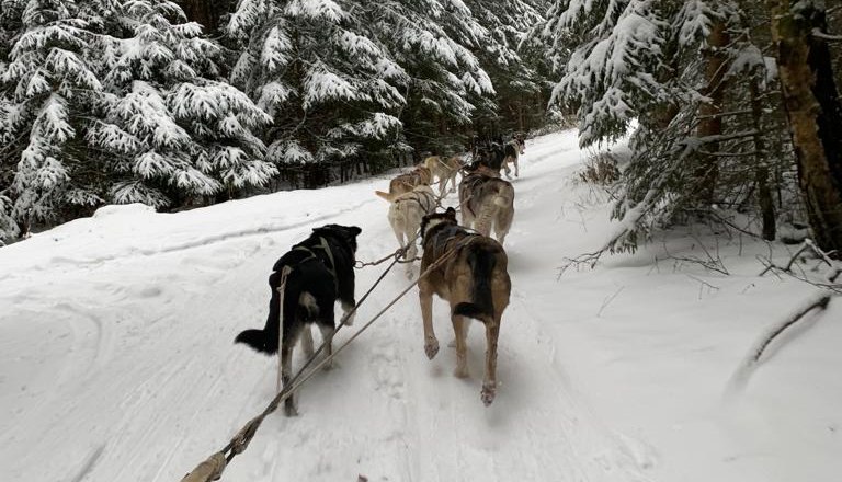 Winter dreams on four paws, © Huskystadl Winter dreams on four paws, © Huskystadl