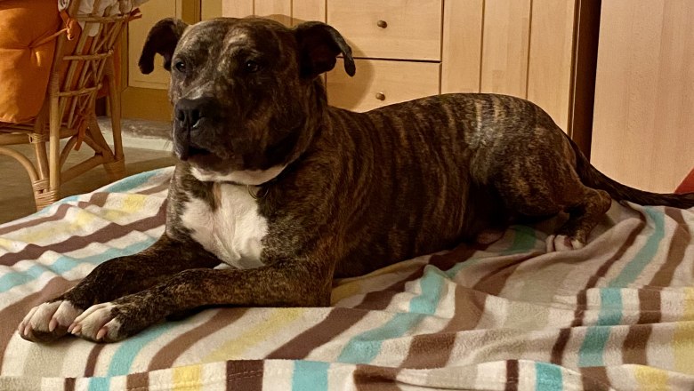 Hank our faithful companion, © ALZV - Rudolf Bauer, MBA Hank our faithful companion, © ALZV - Rudolf Bauer, MBA