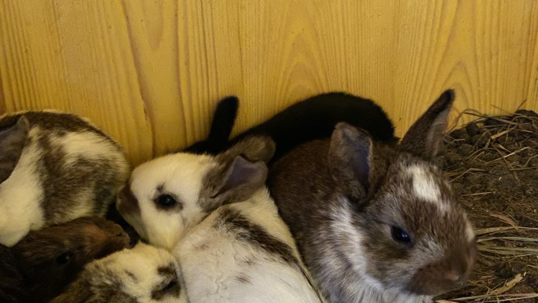 Young hares, © ALZV - Rudolf Bauer, MBA Young hares, © ALZV - Rudolf Bauer, MBA