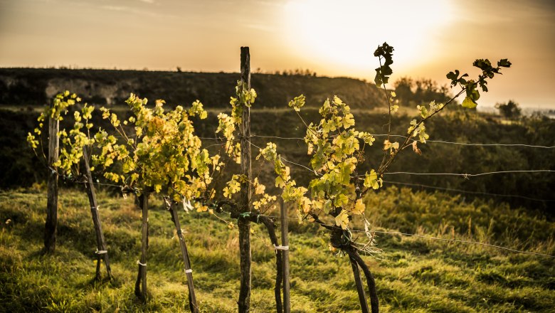 Autumn landscape_unrestricted right of use, © Robert Herbst Vines in the sunset on a hill in fall.