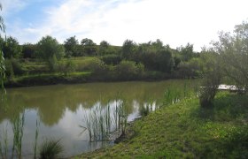 Wetland biotope in Nappersdorf, © Marktgemeinde Nappersdorf-Kammersdorf A small pond with reeds and trees in the background under a blue sky.