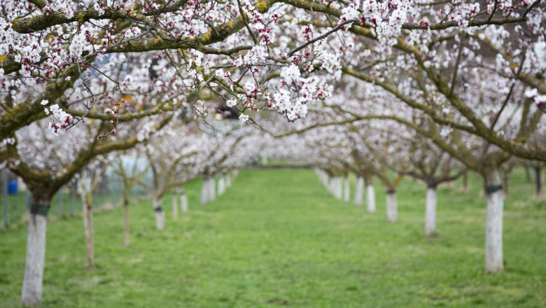 Blooming apricot trees in Lilli's apricot garden, © Donau NÖ_Barbara Elser Blooming apricot trees in a garden with green grass.