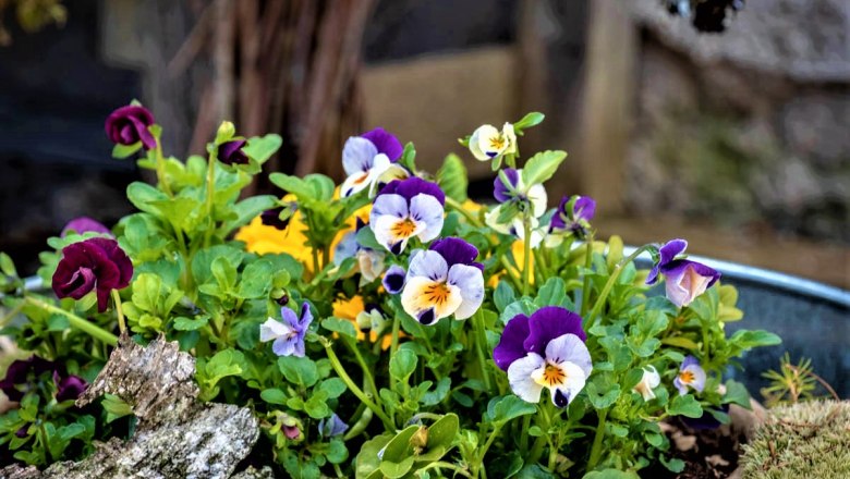 Garden, © Gluschitz-Goebel Colorful pansies in a garden bed.