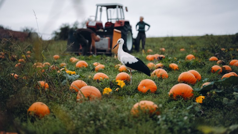Organic pumpkin farm Metz, © Moststraße, dochbodnliacht Organic pumpkin farm Metz, © Moststraße, dochbodnliacht