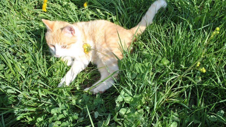 Pauli the cat, © Patrick Leitner Pauli the cat, © Patrick Leitner