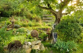 Susi's plant exchange, © Susanne Mitas Susi's plant exchange, © Susanne Mitas