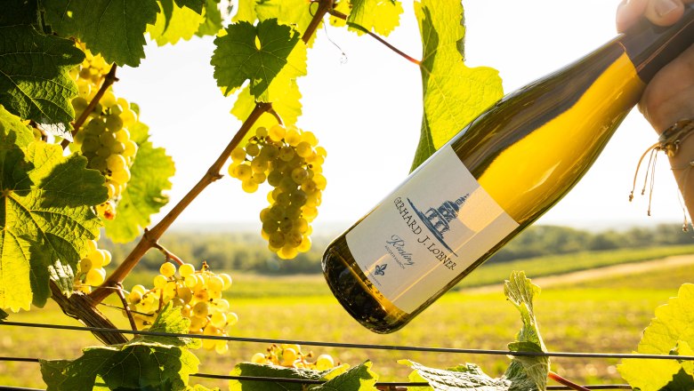 Winery Gerhard J. Lobner, © www.paulbreuss.com Wine bottle in a vineyard with grapes and leaves in the sunlight.