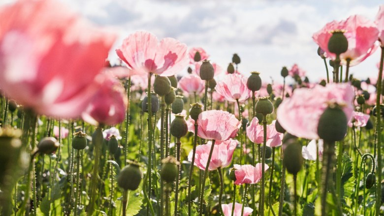 Poppy field, © © Waldviertel Tourismus, Gerhard Wasserbauer A field full of blooming pink poppies under a cloudy sky.