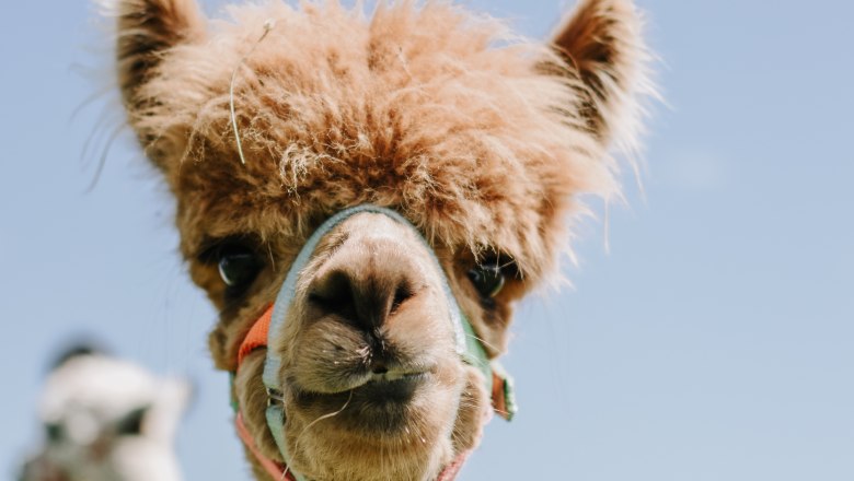 Organic farm MItterhirschberg, © Familie Schweighuber Organic farm MItterhirschberg, © Familie Schweighuber