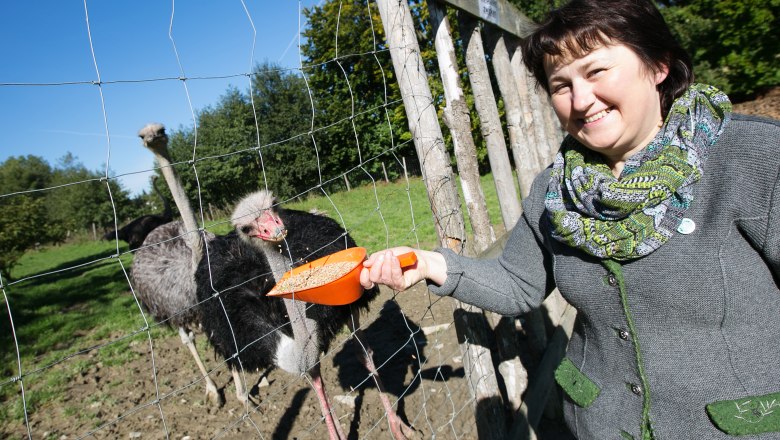 Ostrich farm Halmer, © Doris Schwarz König Woman feeding ostriches through a fence on a farm.