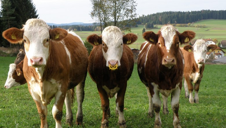 young_cattle_pasture, © Franz Prinz young_cattle_pasture, © Franz Prinz