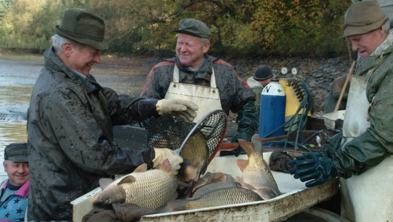 Fürstenberg fish, © Florian Kainz/Archiv Aqua Fürstenberg fish, © Florian Kainz/Archiv Aqua
