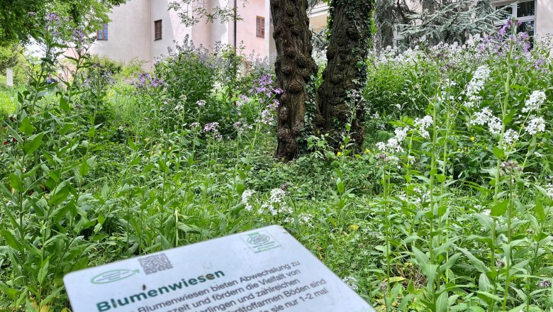 Schiltern Castle flower meadow, © "Natur im Garten" Flower meadow in front of Schiltern Castle with information board in the foreground.