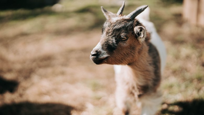 Dwarf goats (1), © MIKU.Media OG Dwarf goats (1), © MIKU.Media OG