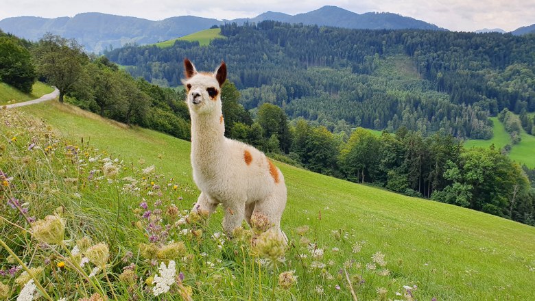 Alpaca - Pink, © Melanie Schweighuber Alpaca - Pink, © Melanie Schweighuber