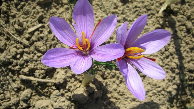 Crocus, © Bernhard Kaar Two purple crocus flowers on dry earth.