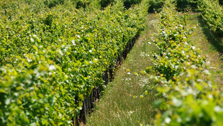 Vineyards, © Gregor Schup Rows of green vines in a vineyard.
