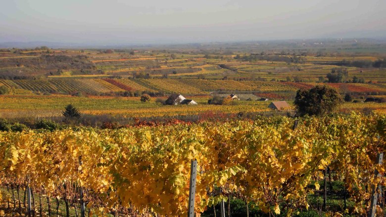 Vineyards, © Waltner Karl Autumnal vineyards with colorful foliage in a hilly landscape.