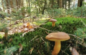 Forest air bathing, © W.I.I.TT Forest air bathing, © W.I.I.TT