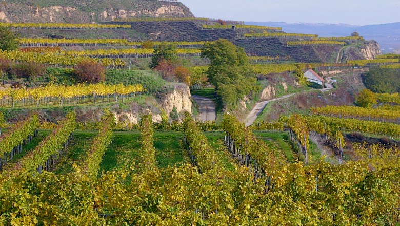 Gedersdorf, © Gedersdorf Vineyards in autumnal colors in Gedersdorf, Austria.