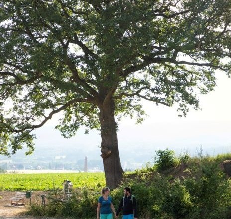 Hike past the Turkish oak, © Wiener Alpen/Fülöp Two people are walking under a large tree in a rural landscape.