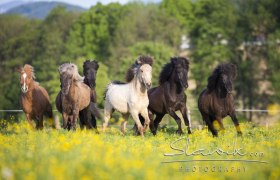 Herd at the Icelandic horse farm Gut Pöllndorf, © Christiane Slawik A group of Icelandic horses gallops across a flowering meadow against a backdrop of trees.