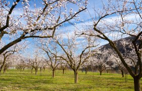 Blooming apricot trees in the Wachau, © Donau NÖ_Barbara Elser Blooming apricot trees in an orchard in the Wachau.
