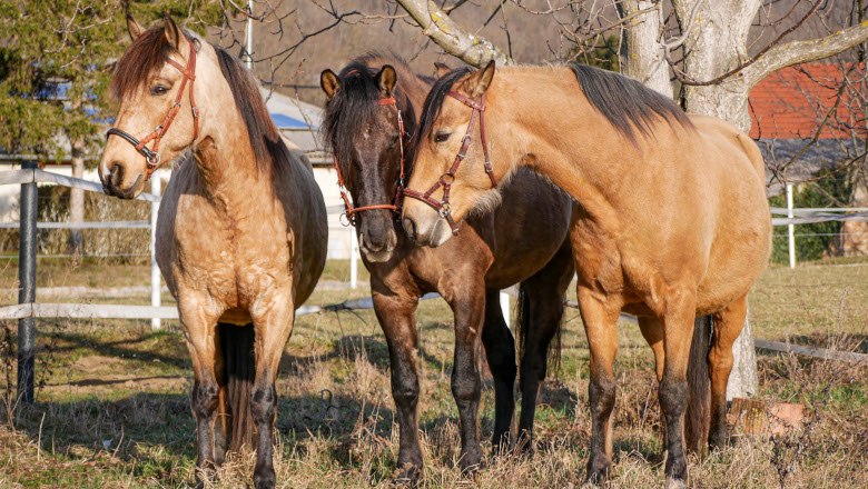 Riding experience for young and old, © Jennifer Heß Riding experience for young and old, © Jennifer Heß