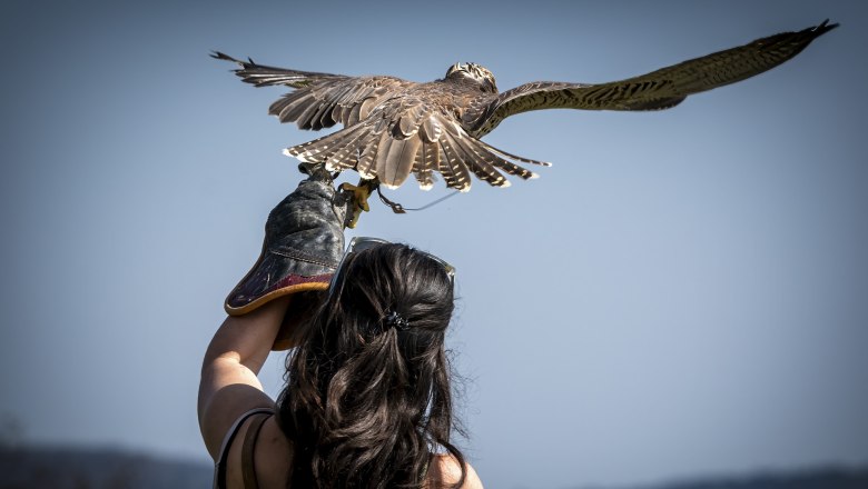 Flight demonstration, © Stefan Lichtenthal A woman holds a bird of prey on her gloved arm while the bird spreads its wings.