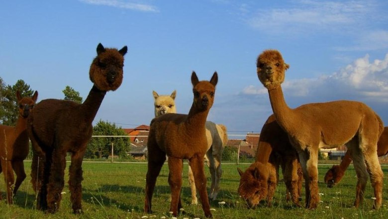Alpaca, © Weinviertel Alpaka A group of alpacas stands on a green meadow under a blue sky.