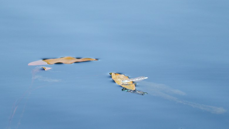 Dragonfly, © Familie Moser A dragonfly sits on a floating leaf in the water.