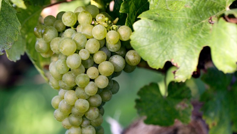 Vine with grape, © Weinviertel Tourismus / Christine Wurnig Close-up of a green bunch of grapes on a vine with green leaves.