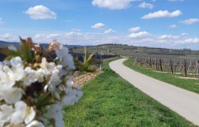 View of the Galgenberg, © Donau Niederösterreich Landscape with blossoming trees, a path and vineyards under a blue sky.