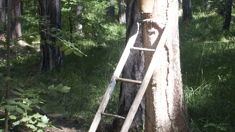Hernstein, © Hernstein Ladder on a tree in the forest with a bucket.
