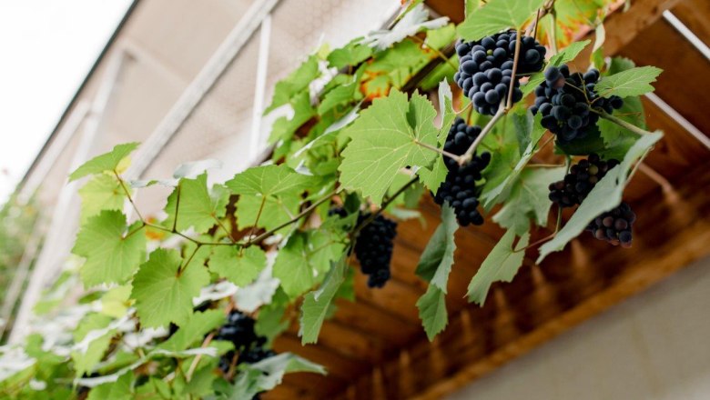 Herzinger Winery, © schwarz-koenig.at Herzinger Winery, © schwarz-koenig.at