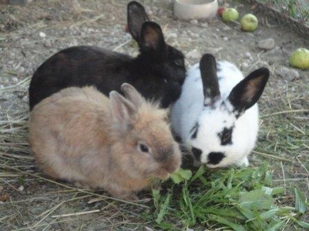 Rabbits, © Gudrun Berndl Rabbits, © Gudrun Berndl