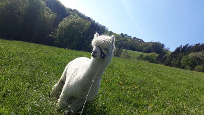 View of the Mostviertel, © Stefanie Ecker View of the Mostviertel, © Stefanie Ecker