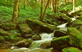 Steinbach Gorge, © Klaus Engelmayer A small stream flows through a moss-covered forest with rocks and trees.