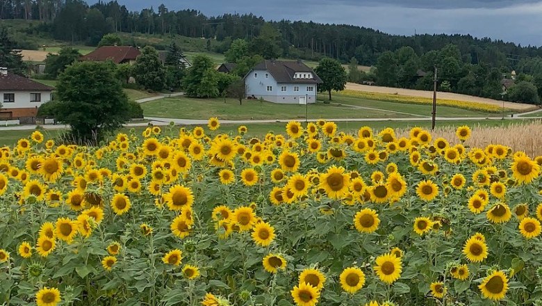 Sunflowers, © Familie Waltenberger Sunflowers, © Familie Waltenberger